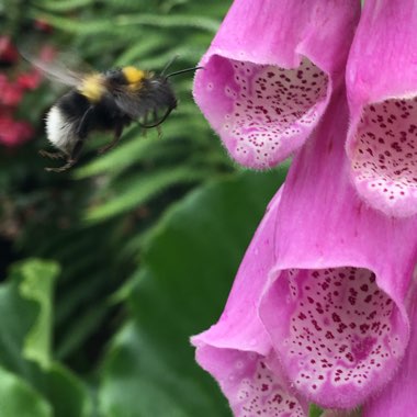 Foxglove
