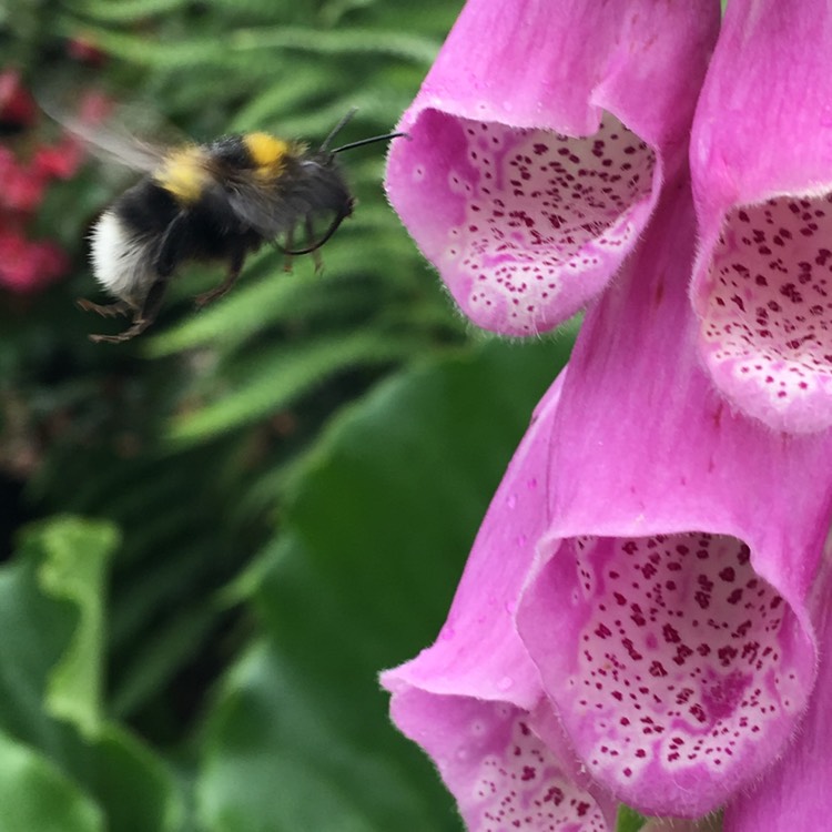 plant image 734916