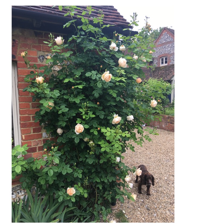 Plant image Rosa 'Wollerton Old Hall'