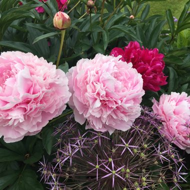Melissa's garden