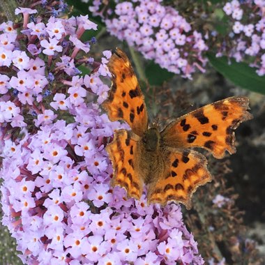 Melissa's garden