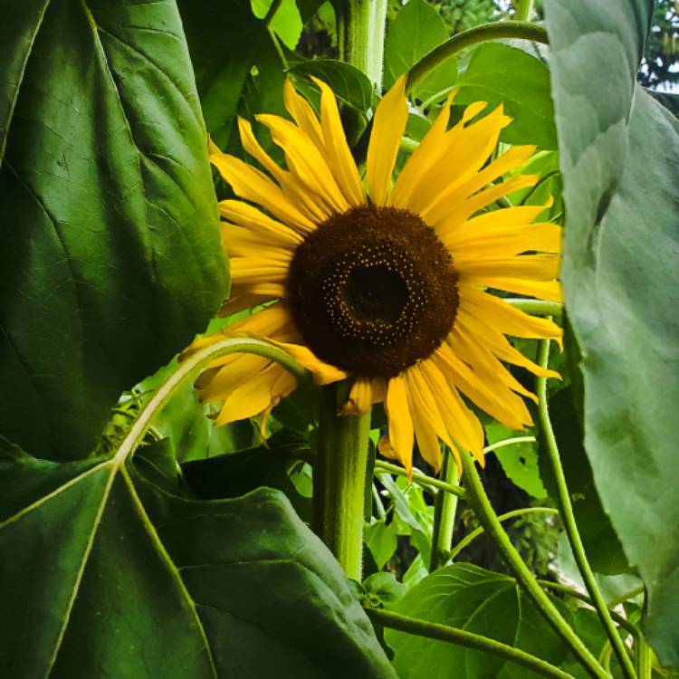 plant image 1376775