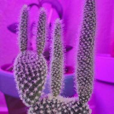 Opuntia microdasys