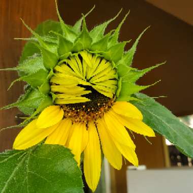 Helianthus annuus 'Russian Giant'