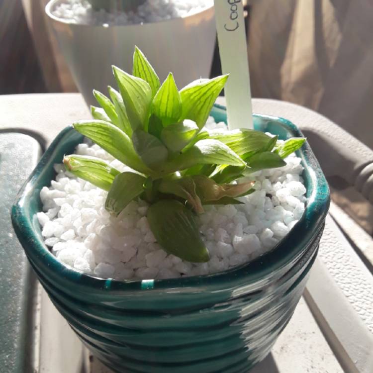 Plant image Haworthia retusa 'White Ghost'
