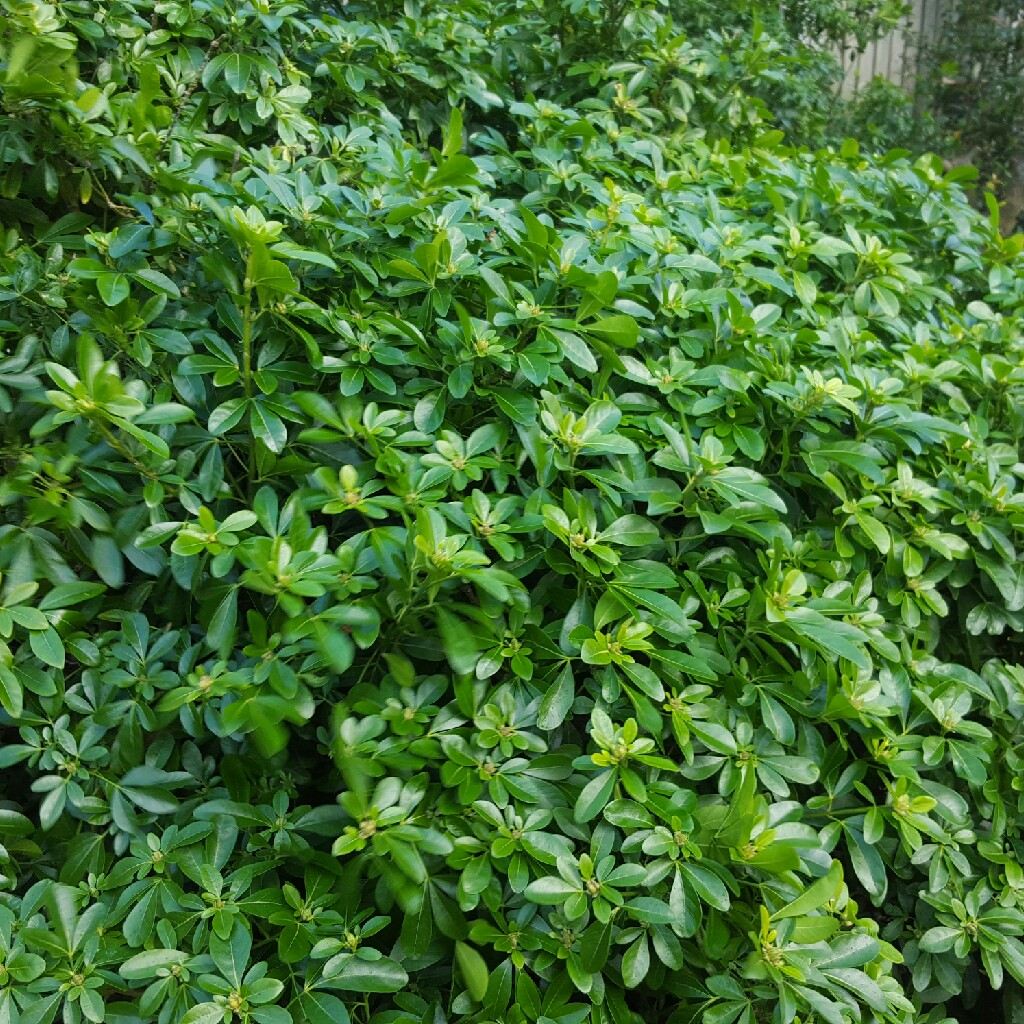 plant image 27305 plant image 27305