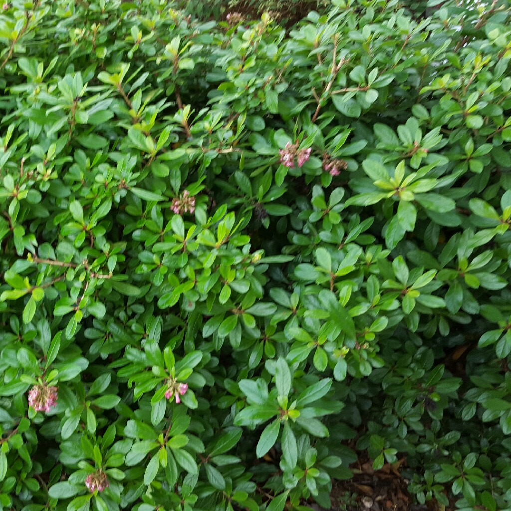 Plant image Escallonia 'Pink Elle'