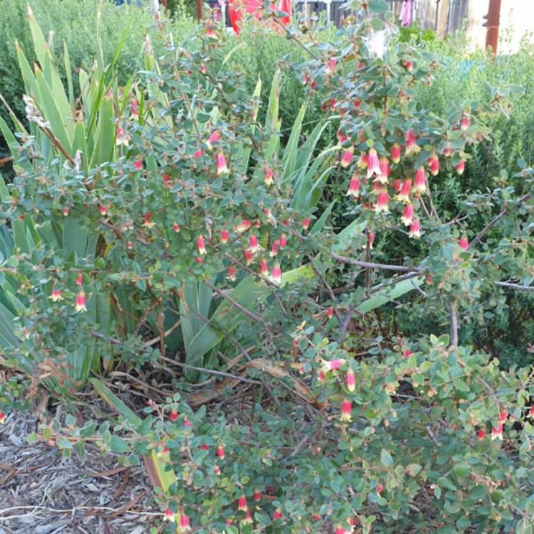 Plant image Correa 'Canberra Bells'