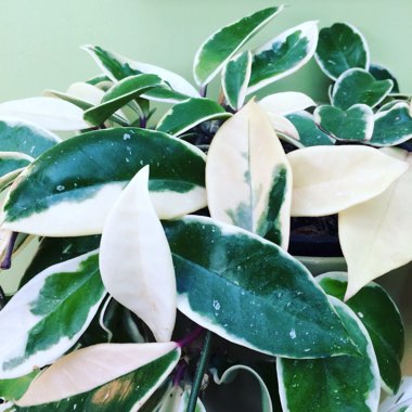 Hoya Carnosa Variegata
