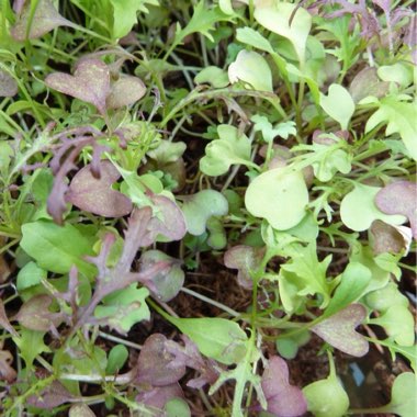 Jane's garden