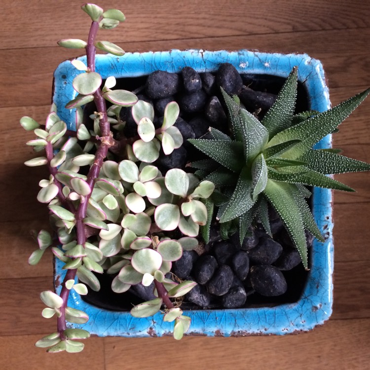 plant image 401572