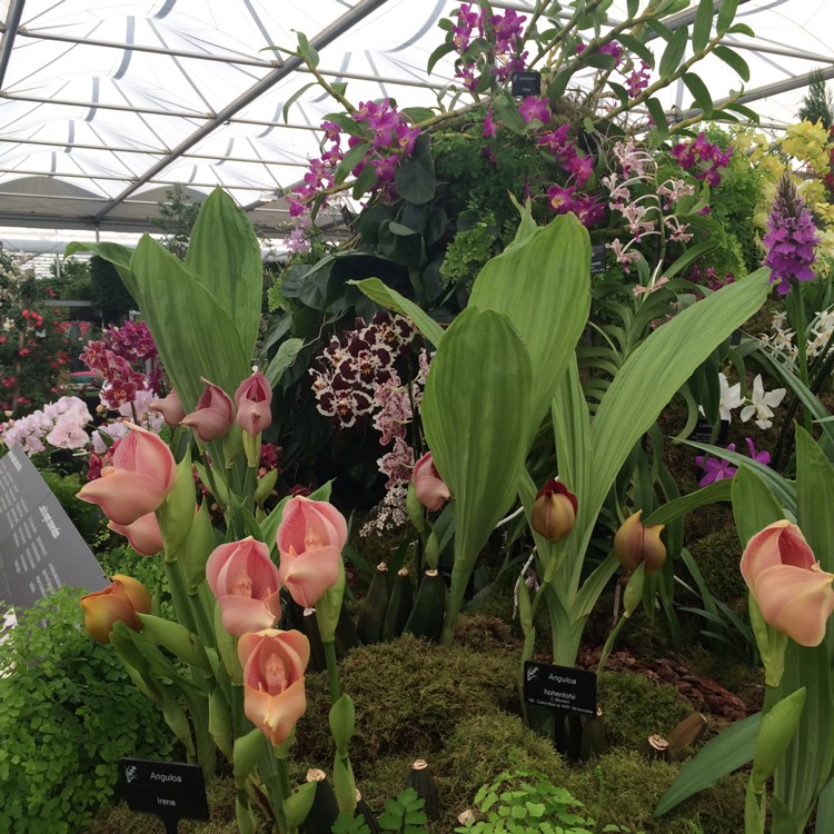 plant image 415093