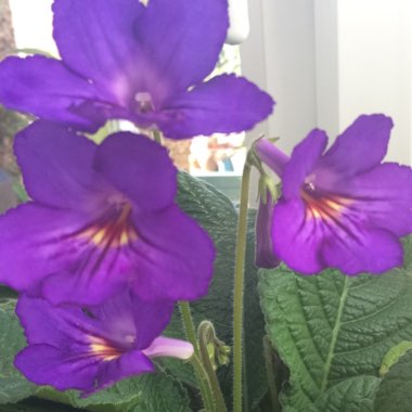 Cape Primrose 'Tanya'
