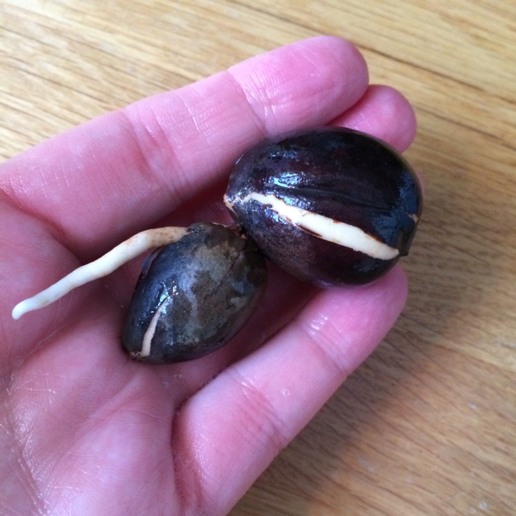 plant image 479965