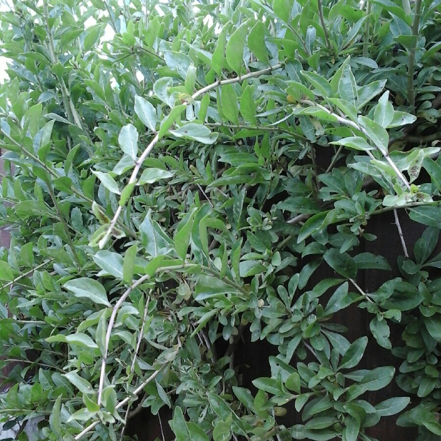 Plant image Lycium barbarum