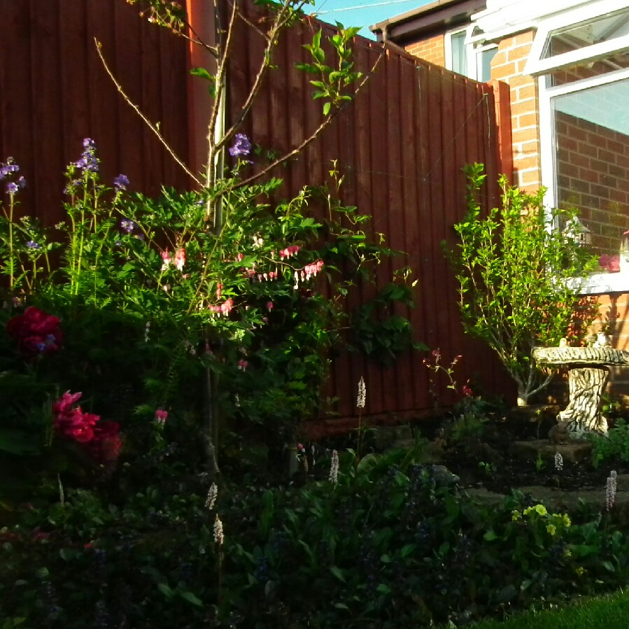 Trevor 's garden
