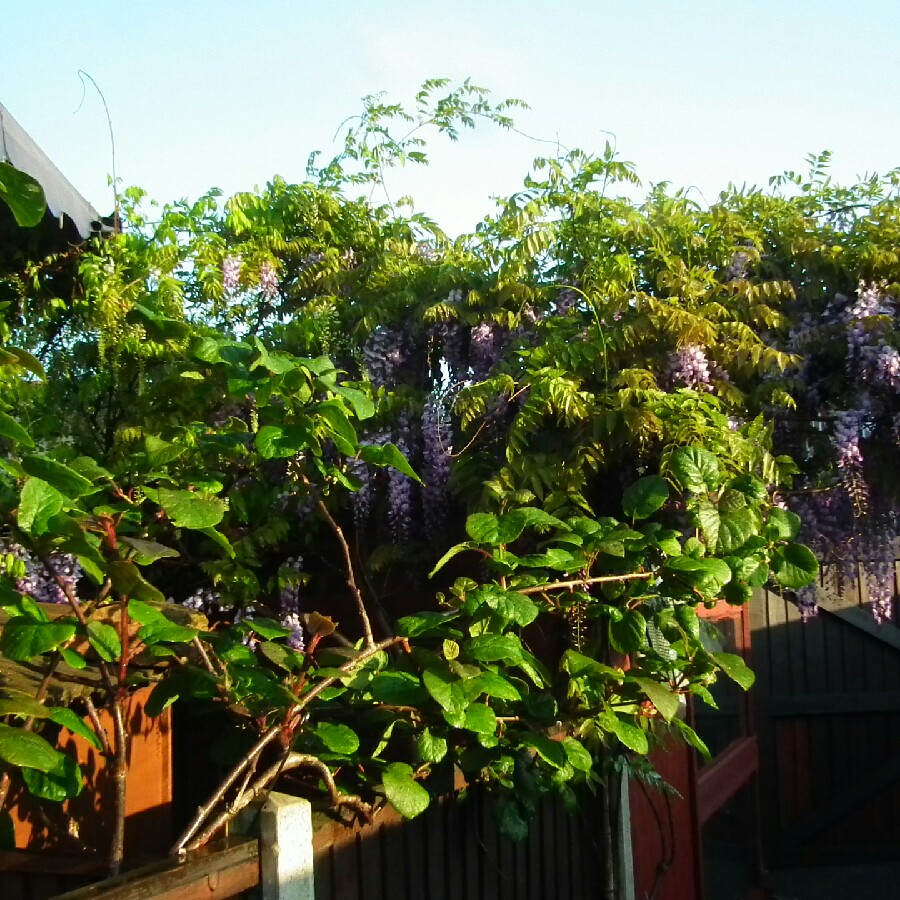 Trevor 's garden