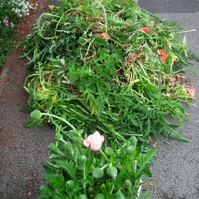 Trevor 's garden
