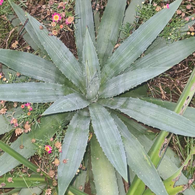 Plant image Agave tequilana