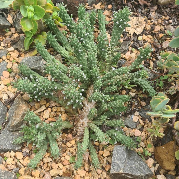 plant image 1555036