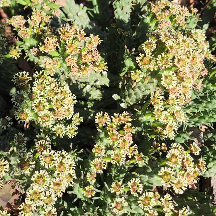 Plant image Euphorbia inermis