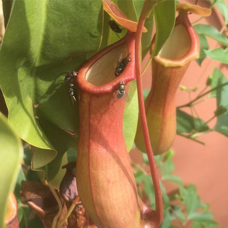 Plant image Nepenthes