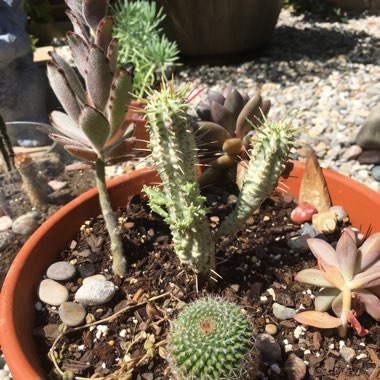 Amanda's garden