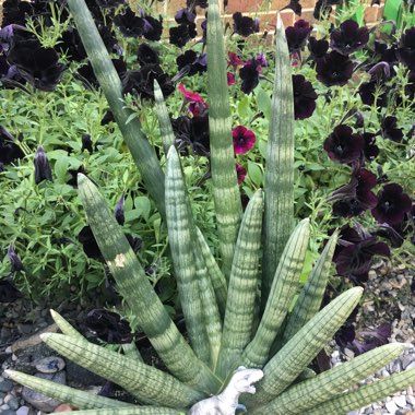 Starfish Snake Plant 'Boncel'