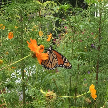 Amanda's garden