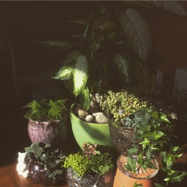 Amanda's garden
