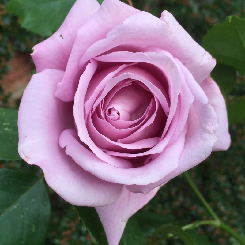 Plant image Rosa 'Tannacht' syn. Rosa 'Blue Moon', Rosa 'Blue Munday', Rosa 'Sissi', Rosa 'Navo-Rose', Rosa 'Mainzer Rad', Rosa 'Mainzer Fastnacht'