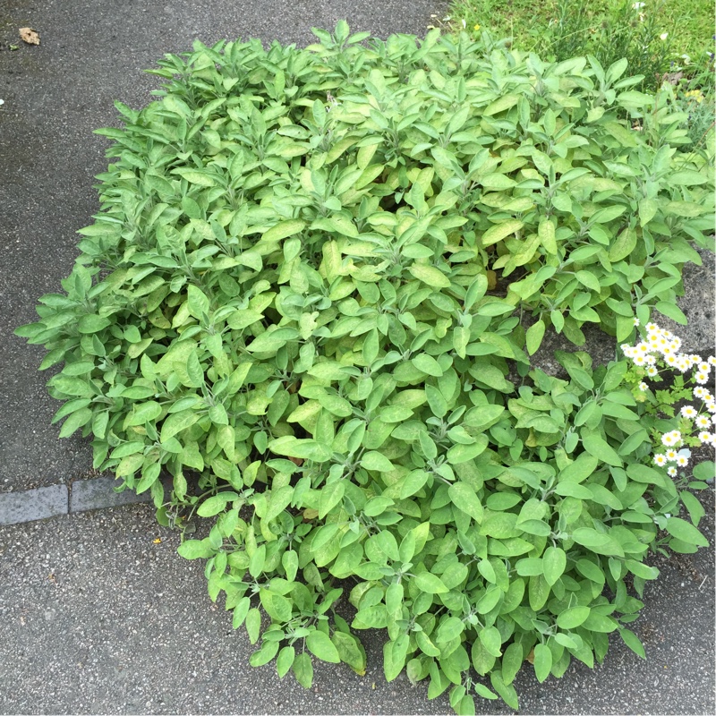 Plant image Salvia officinalis 'Purpurascens'