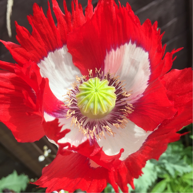 plant image 158634