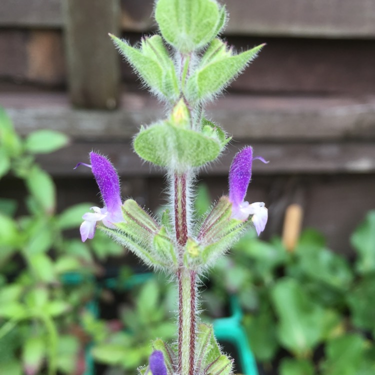 Plant image Salvia horminum 'Oxford Blue' syn. Salvia viridis