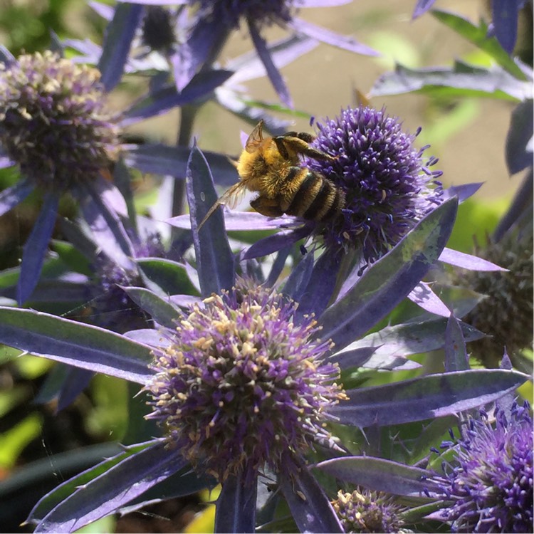 Plant image Eryngium planum 'Blue Hobbit'