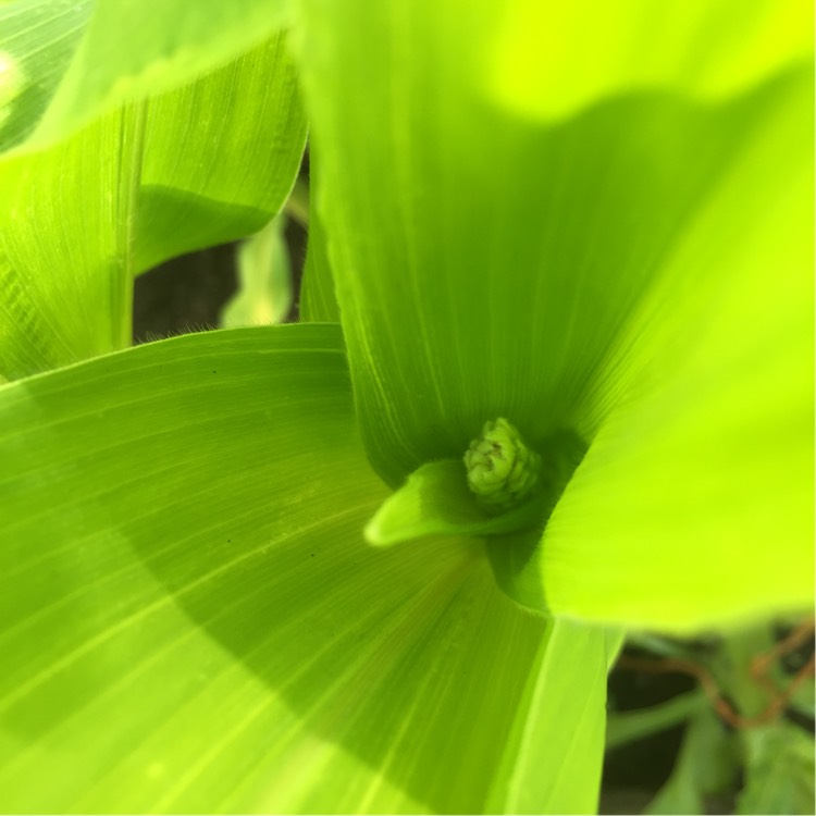 plant image 199282