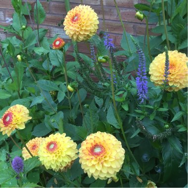 Dahlia 'Sunny Boy'