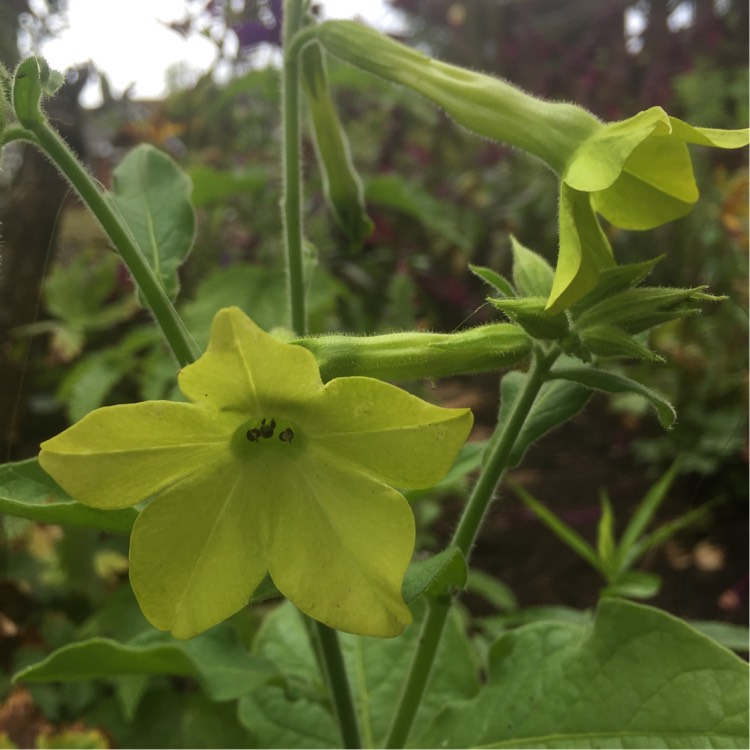 Plant image Nicotiana alata 'Lime Green'