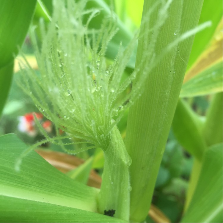 plant image 218098