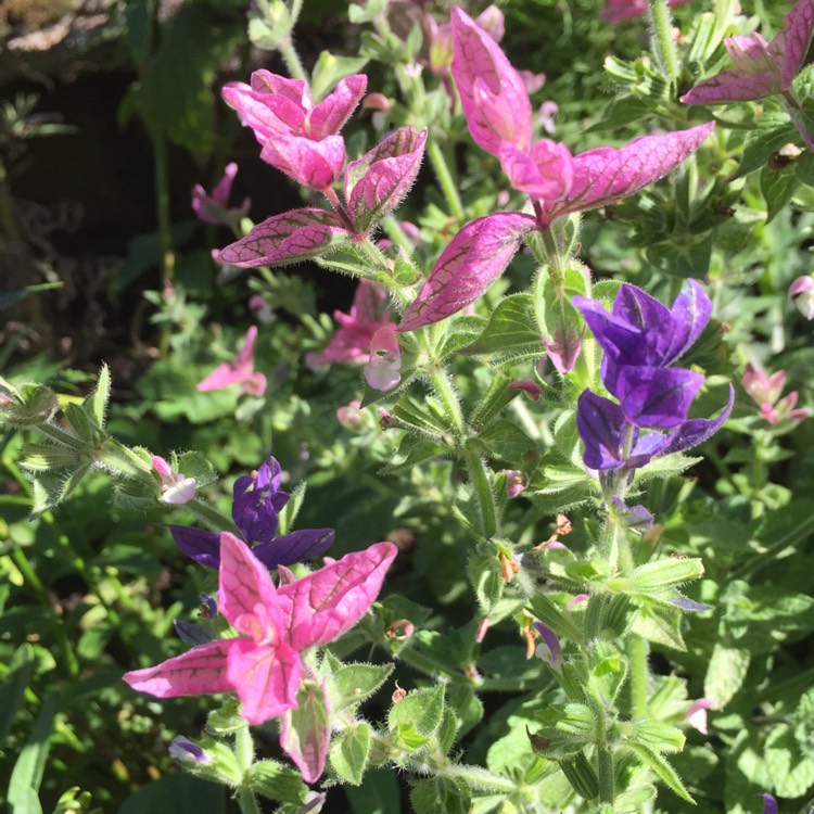 Plant image Salvia horminum 'Oxford Blue' syn. Salvia viridis