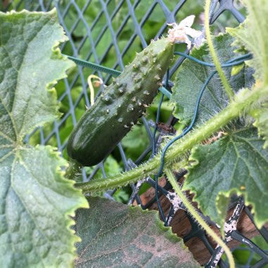 Cucumber 'Marketmore'