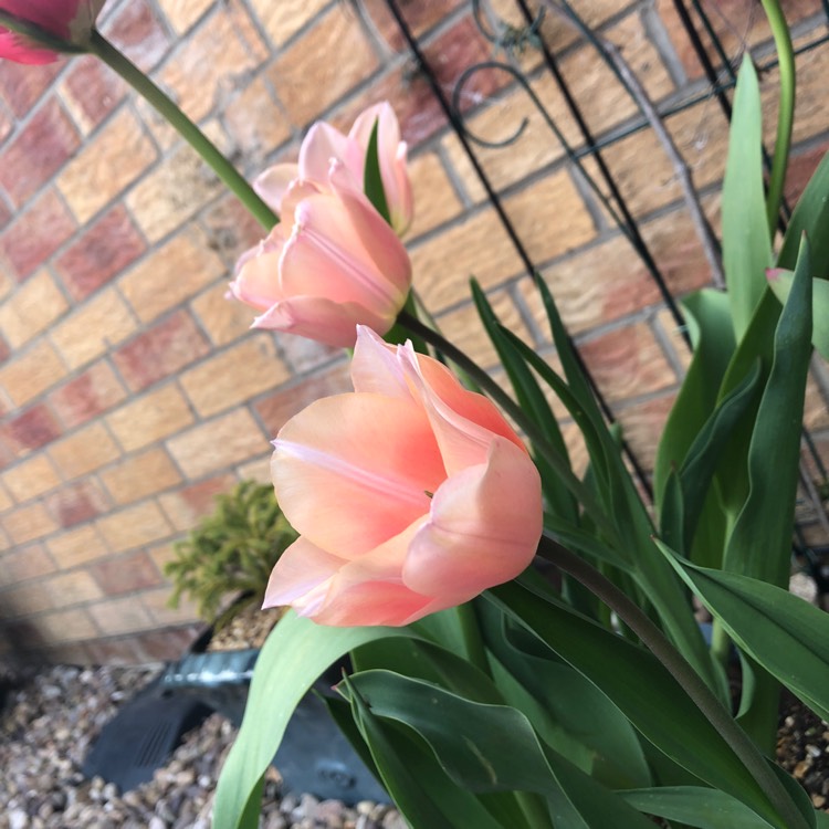Plant image Tulipa 'Apricot Beauty'