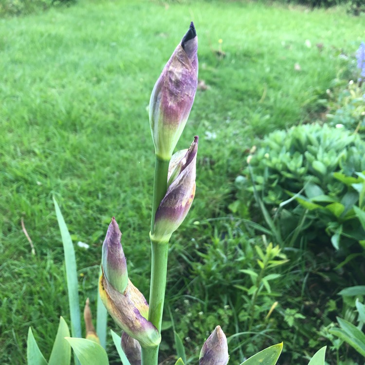 plant image 1032198