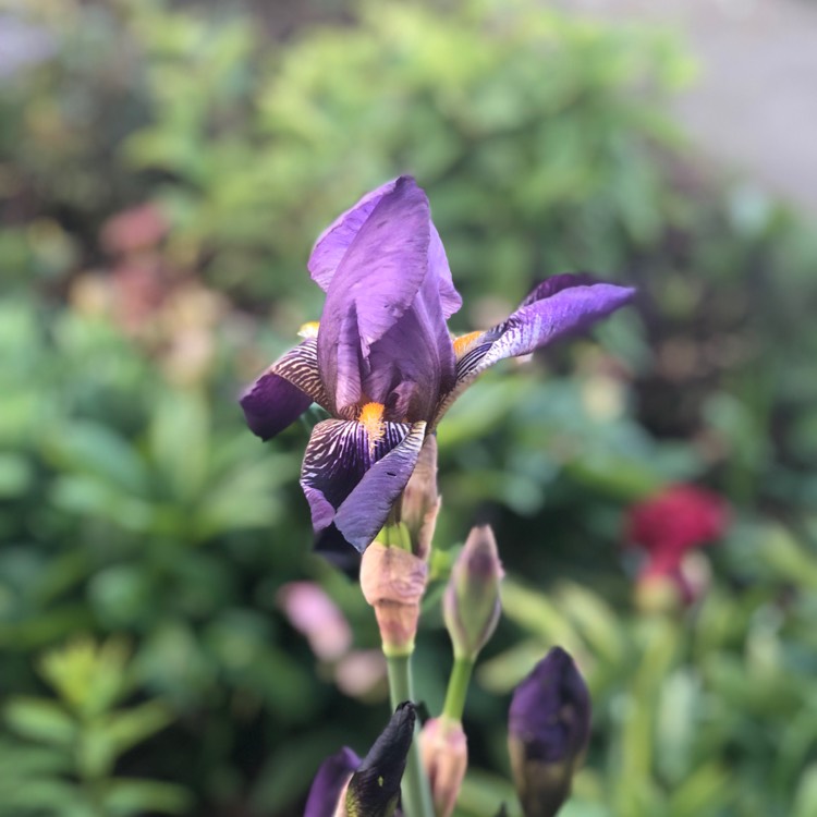 plant image 1050299