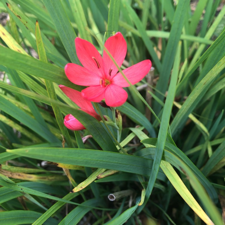 plant image 1112255 plant image 1112255