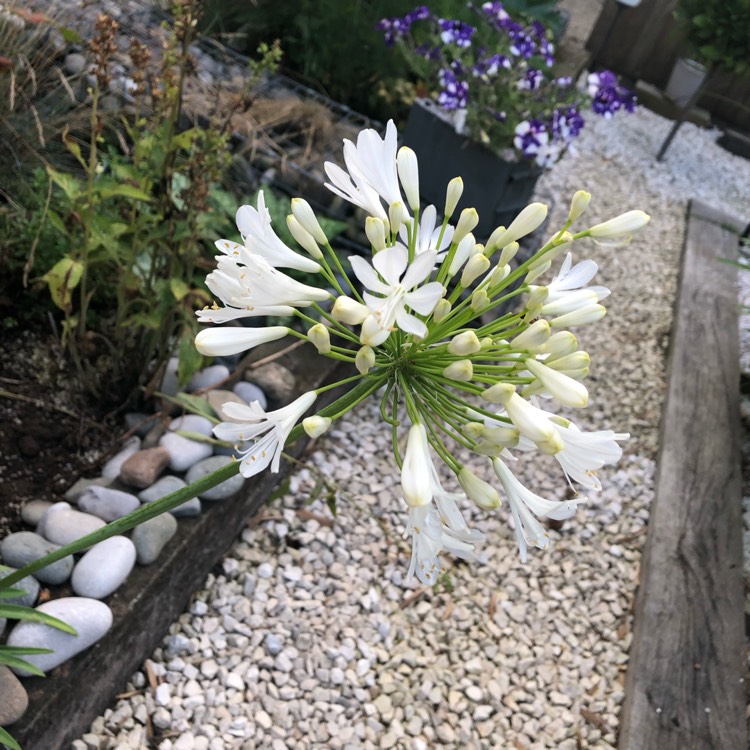 Plant image Agapanthus 'Stargazer'