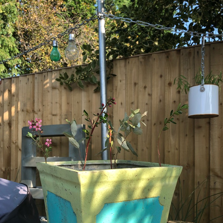 plant image 1152850