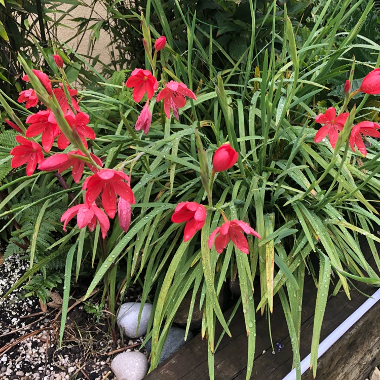 plant image 1179414 plant image 1179414