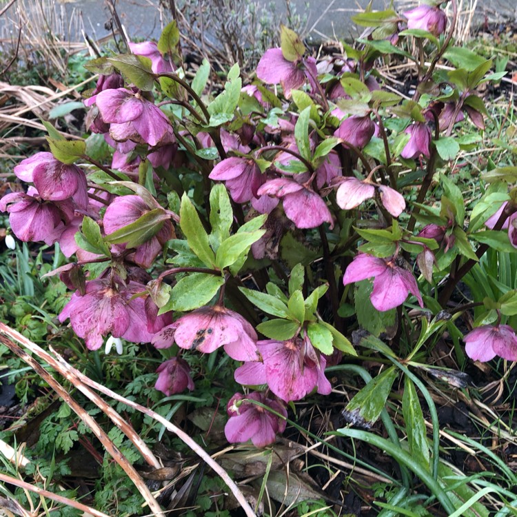 Plant image Helleborus x hybridus 'Pink Lady Spotted' (Lady Series)