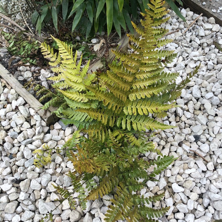 plant image 1258603 plant image 1258603